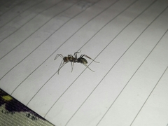 Camponotus rufoglaucus
