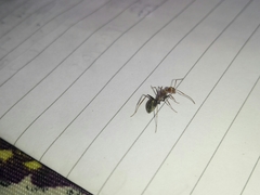 Camponotus rufoglaucus