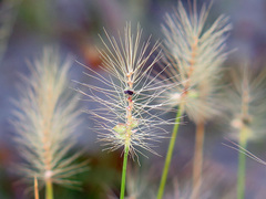 Setaria surgens