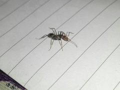 Camponotus rufoglaucus