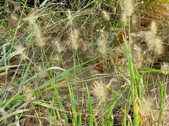 Setaria surgens