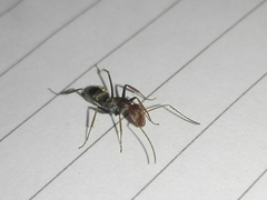 Camponotus rufoglaucus