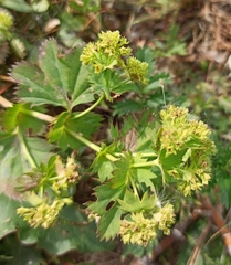 Alchemilla