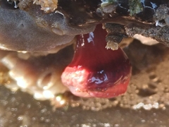 Actinia ebhayiensis