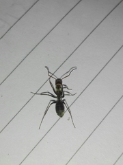 Camponotus rufoglaucus