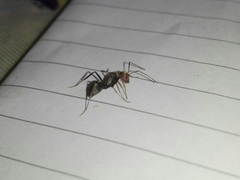 Camponotus rufoglaucus