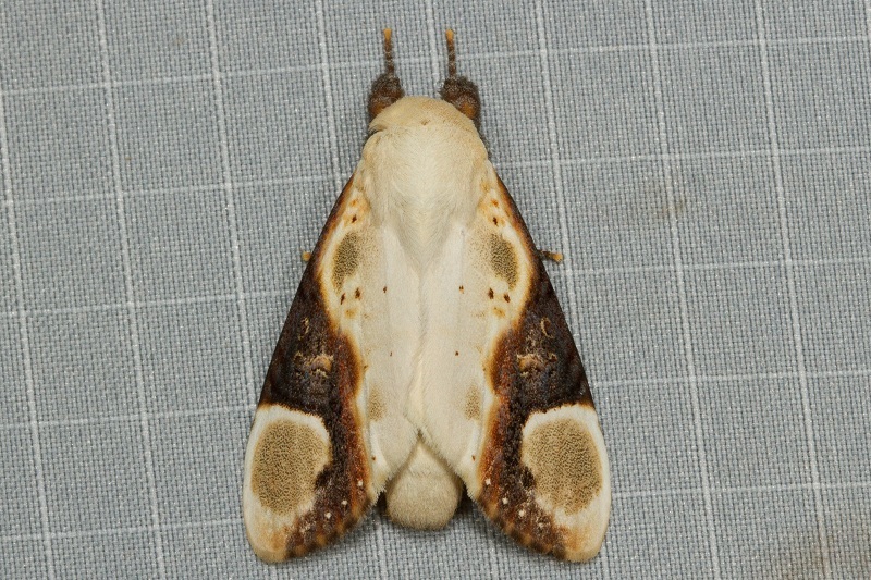 Formofentonia
