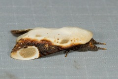 Formofentonia orbifer