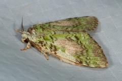 Somera viridifusca