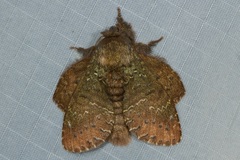 Stauropus major