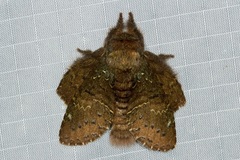 Stauropus major
