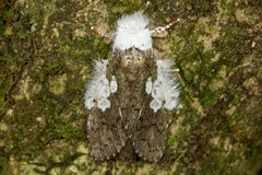 Syntypistis viridimaculata