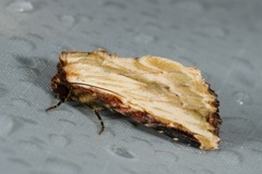 Catephia xylosis