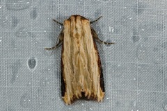 Catephia xylosis