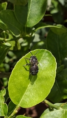 Nomia iridescens