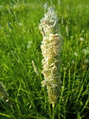 Alopecurus pratensis