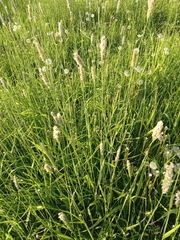 Alopecurus pratensis