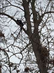 Sciurus carolinensis