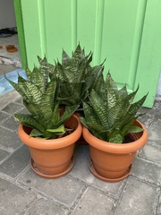 Sansevieria