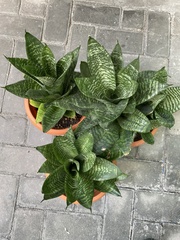 Sansevieria