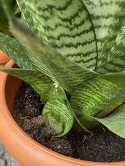 Sansevieria