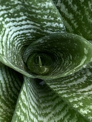 Sansevieria