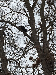 Sciurus carolinensis