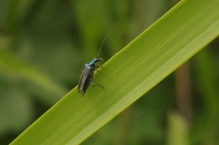 Oedemera nobilis
