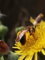 Andrena flavipes