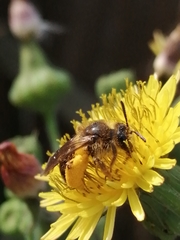 Andrena flavipes