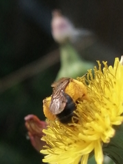 Andrena flavipes