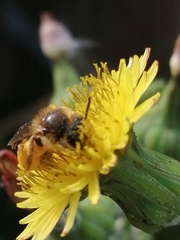 Andrena flavipes