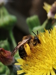 Andrena flavipes
