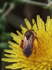 Andrena flavipes