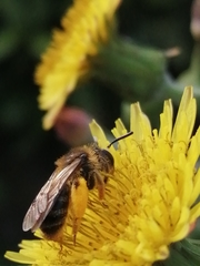 Andrena flavipes