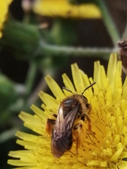 Andrena flavipes