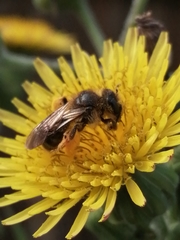 Andrena flavipes