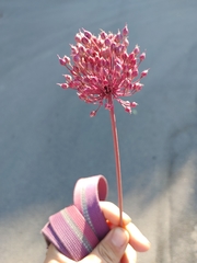 Allium