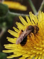 Andrena flavipes