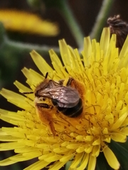 Andrena flavipes