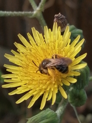 Andrena flavipes
