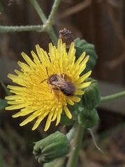 Andrena flavipes