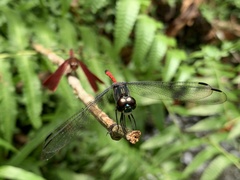 Agrionoptera insignis