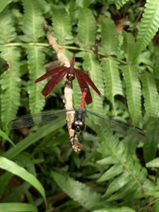 Agrionoptera insignis