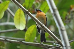 Cyornis whitei