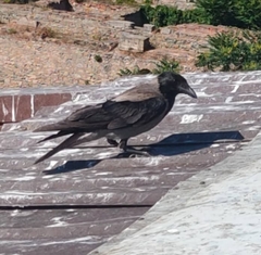 Corvus cornix