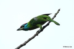 Psilopogon asiaticus