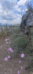 Convolvulus cantabrica