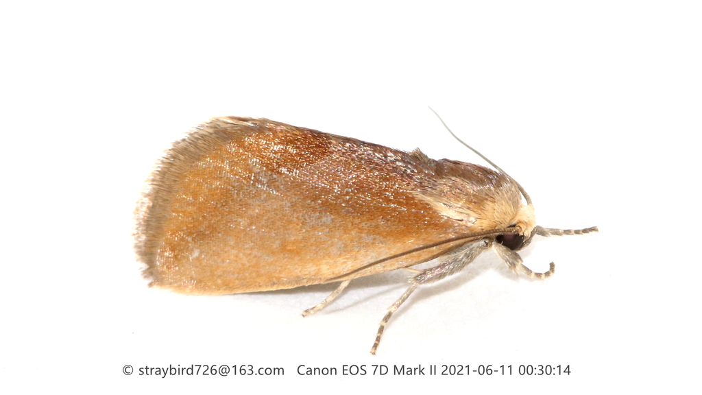 Iragaodes