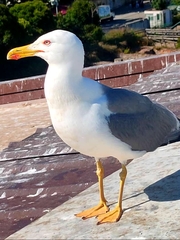 Larus michahellis